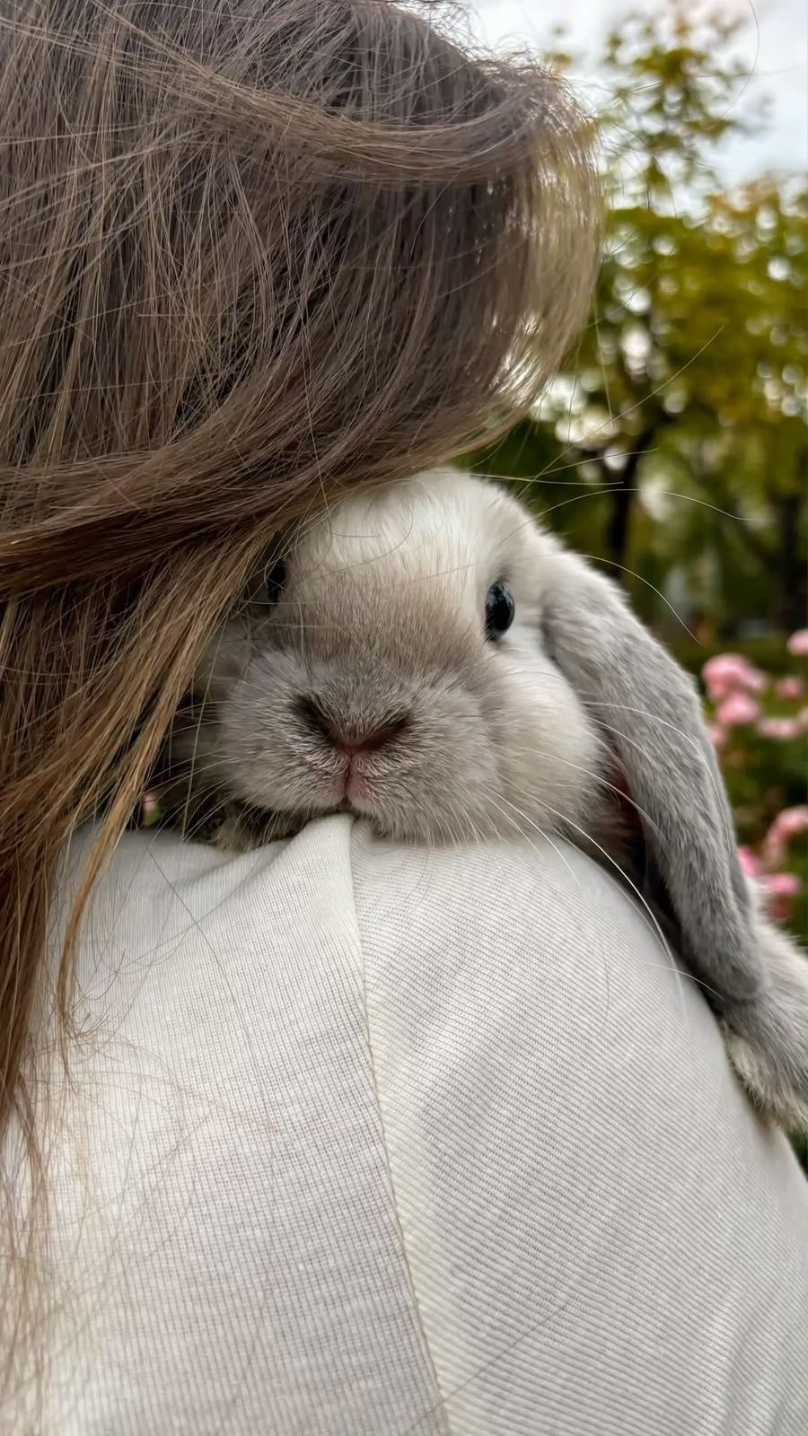 Passarinhos e hamsters em meio à natureza